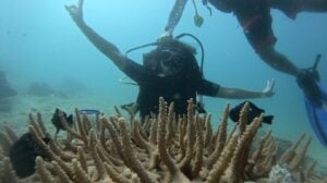 PADI DSD-2