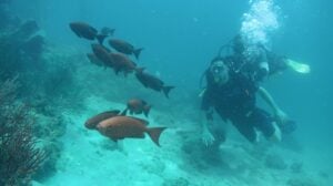 PADI DSD-3