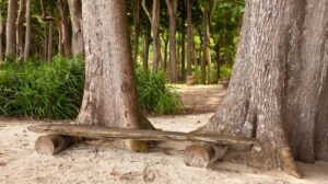 blissful-andaman's-direct-havelock-3