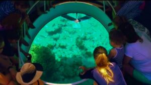dolphin_image_min (2)