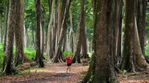 trekking in andaman