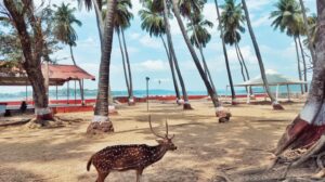 enthraliing-andaman's-2
