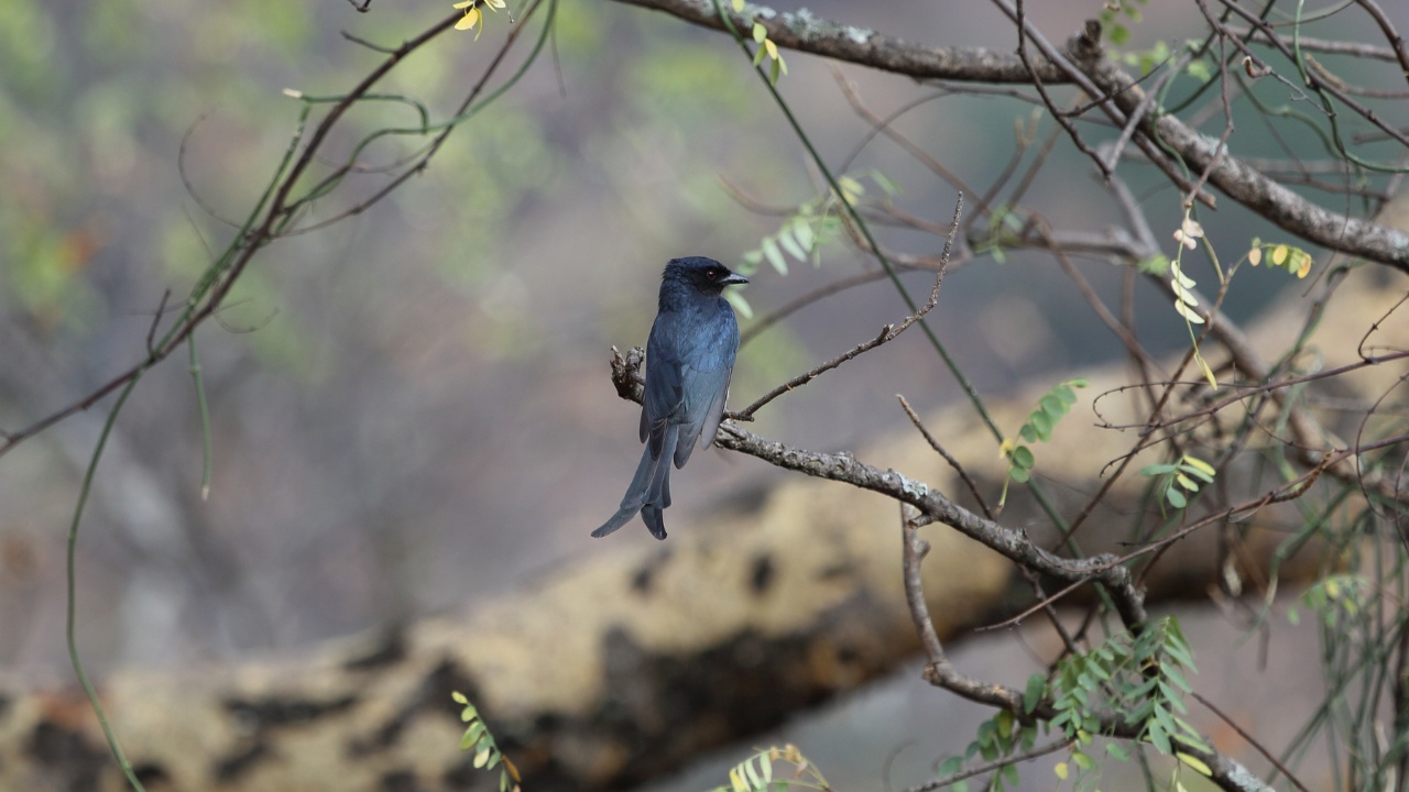 national parks in andaman and nicobar