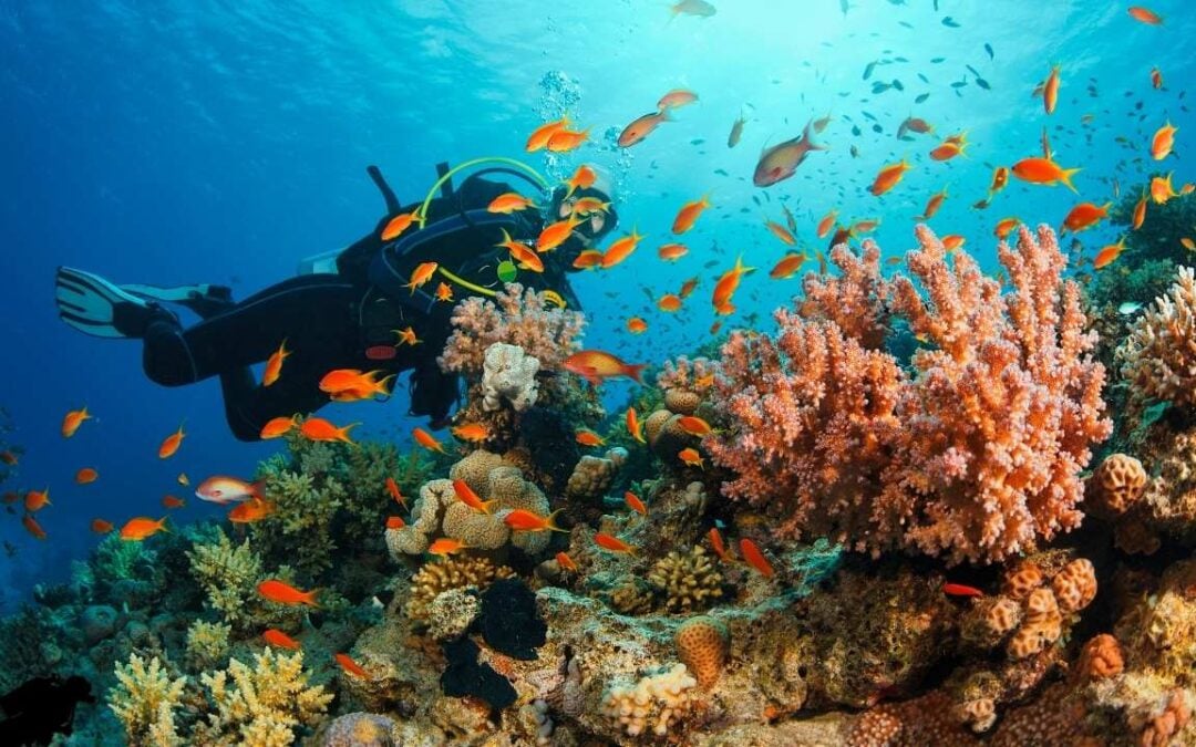 Top 5 Places for Scuba Diving in Andaman and Nicobar