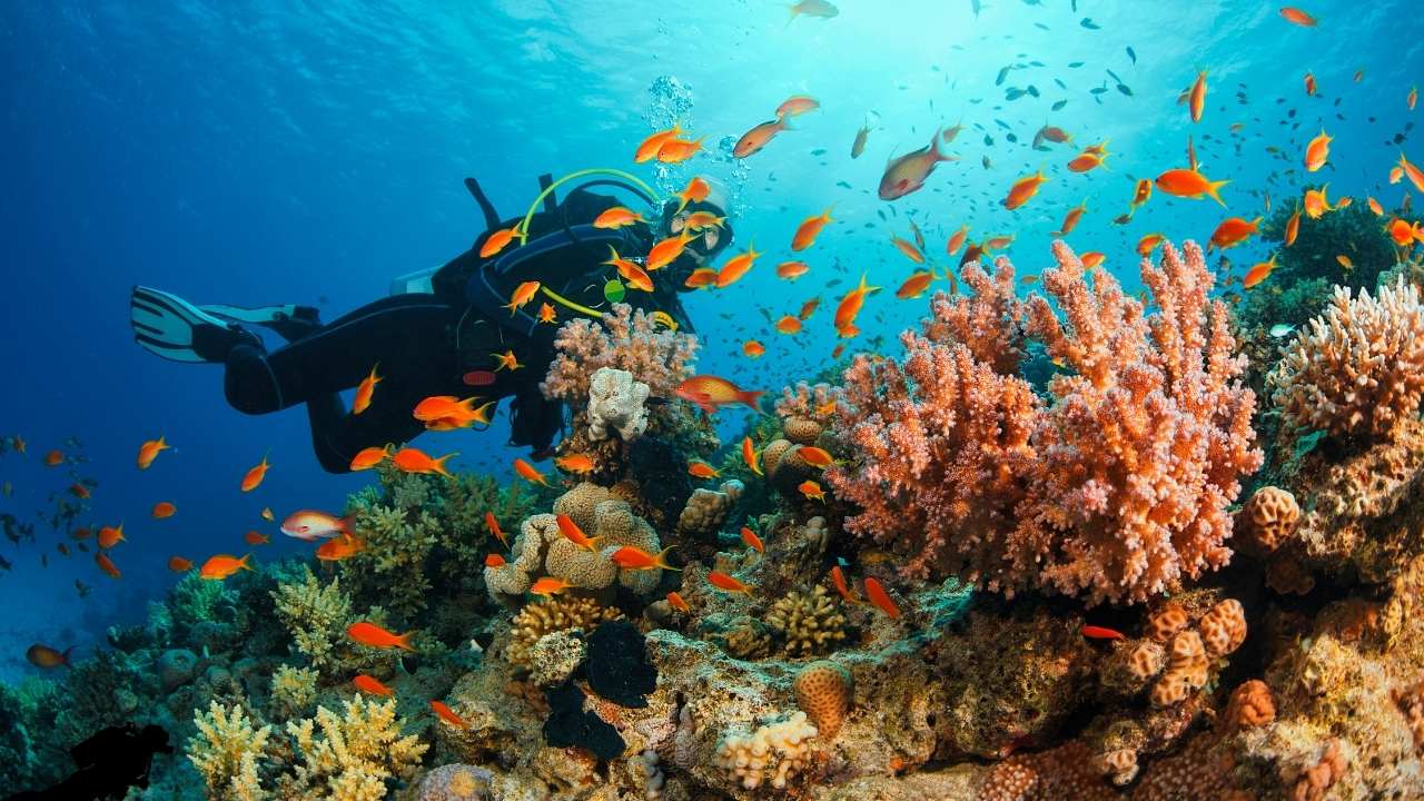 Top 5 Places for Scuba Diving in Andaman and Nicobar