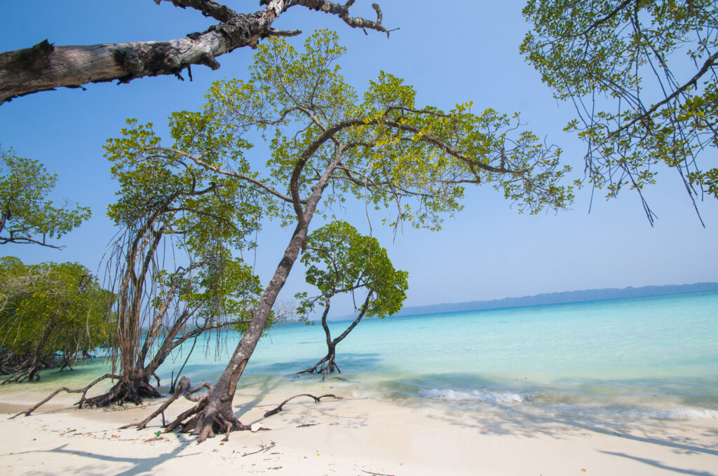 Scenic view of Havelock Island beach, lush mangrove trees, and turquoise waters, Andaman and Nicobar Islands