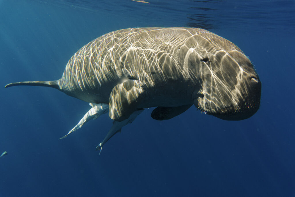 Close-up of a Dugong (Sea Cow) swimming gracefully underwater in Andaman and Nicobar Islands