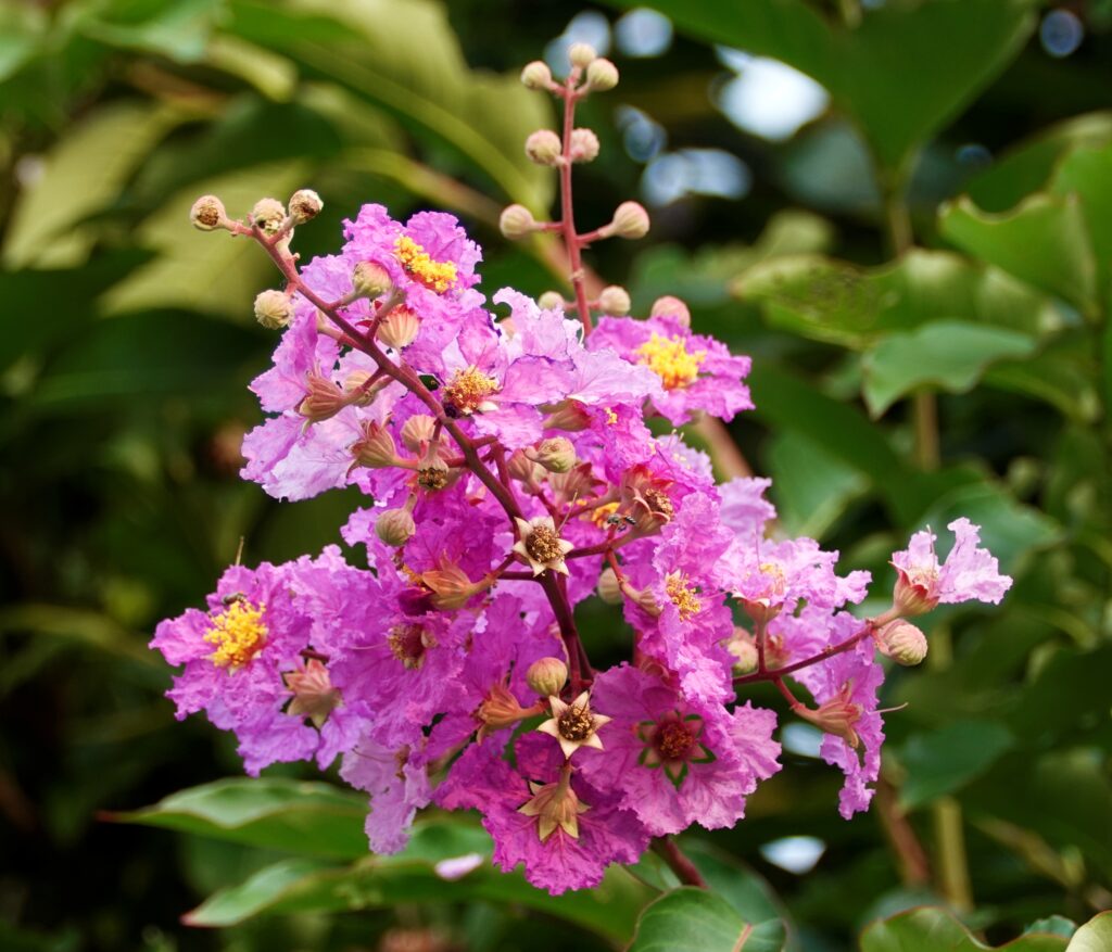 Close-up of vibrant pink Andamanese Pyinma flowers in bloom, Andaman and Nicobar Islands
