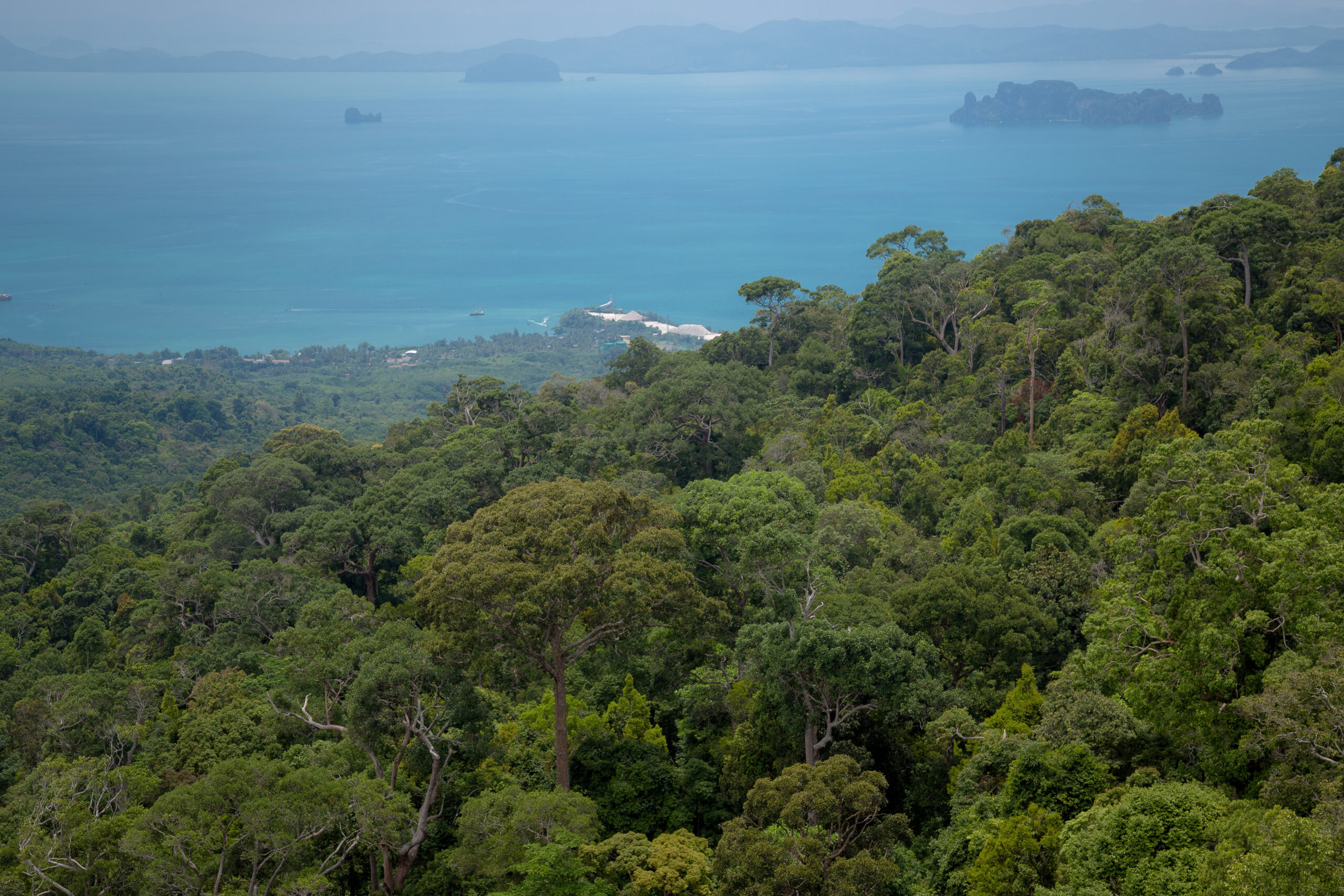 Scenic view of lush Andaman rainforest with turquoise Andaman Sea in the background, showcasing the rich natural beauty of Andaman and Nicobar Islands.