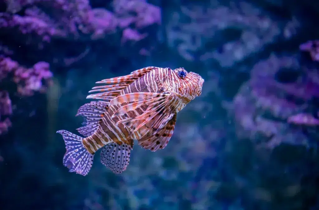 Samudrika Marine Museum: Dive Into Andaman’s Marine Life