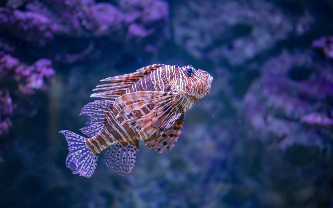 Samudrika Marine Museum: Dive Into Andaman’s Marine Life