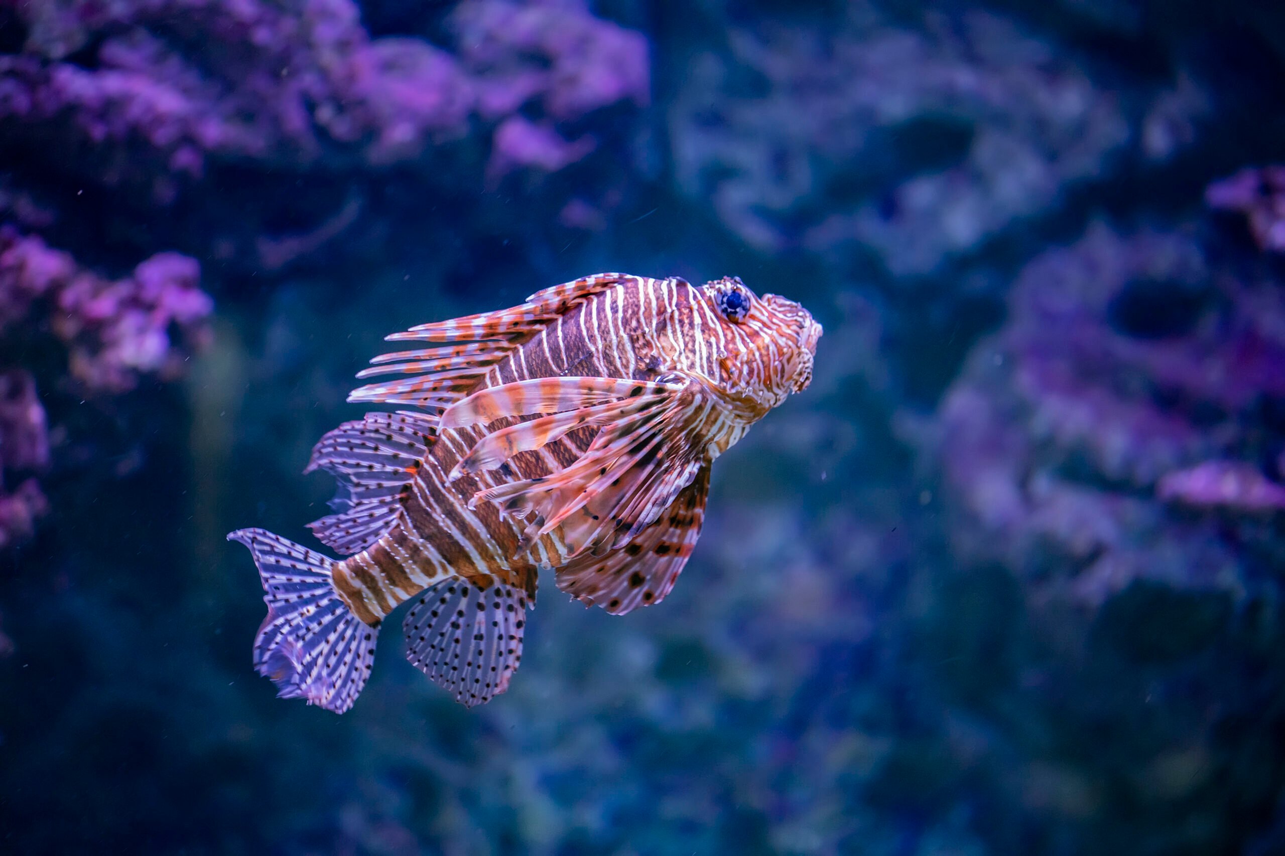Andaman Marine