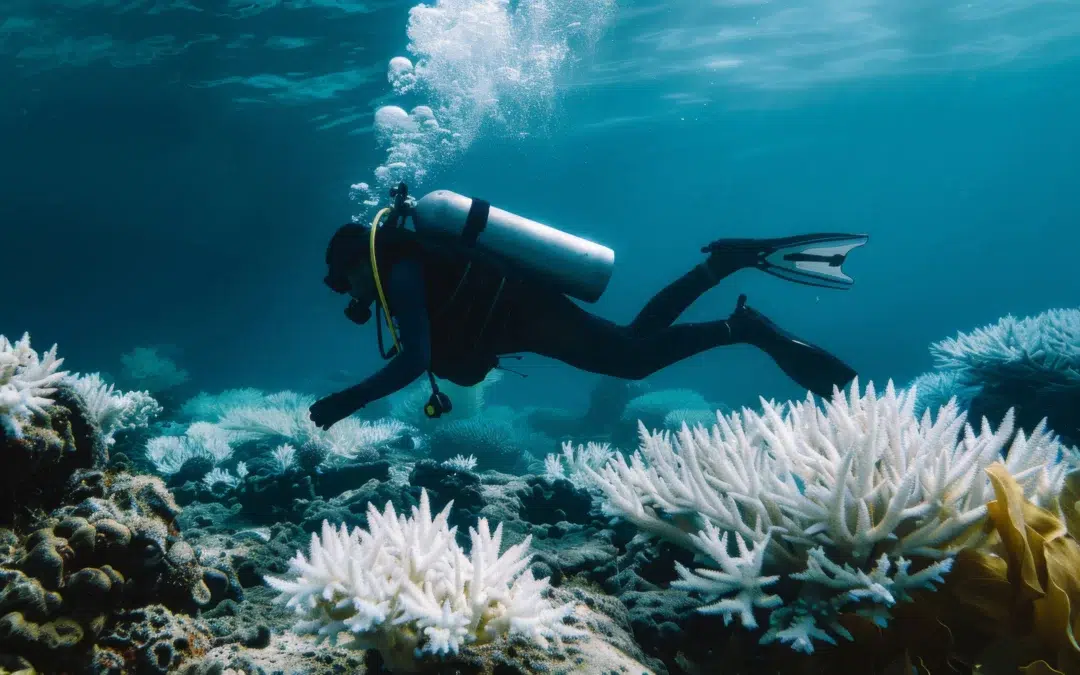 The Serene Corals in Andaman and Nicobar Islands