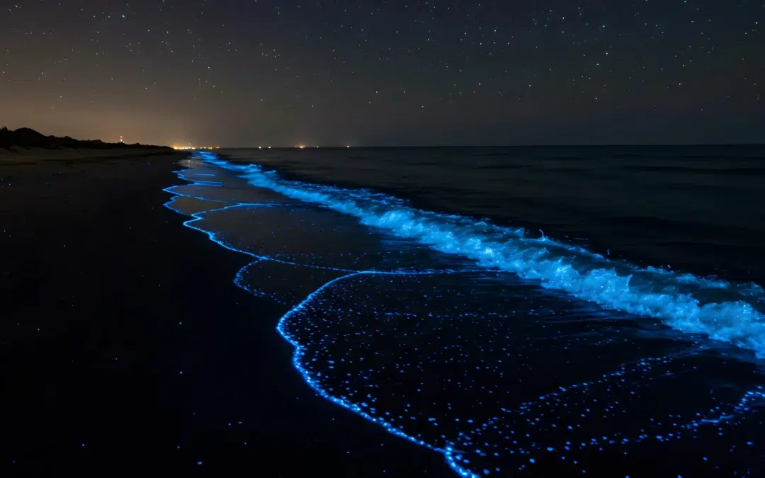 Why Bioluminescence Beach in Andaman Is a Must-See?