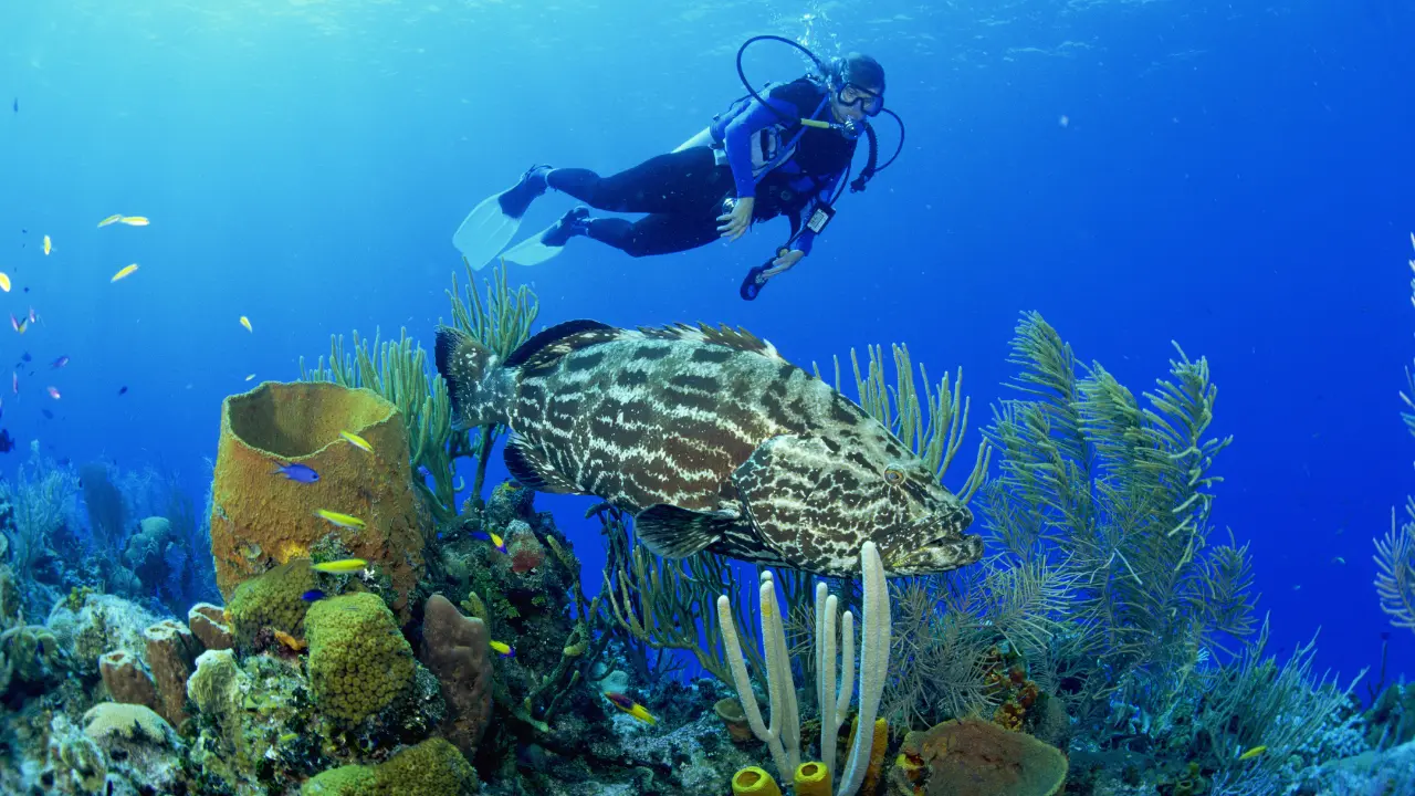 Scuba diver exploring vibrant coral reef and marine life