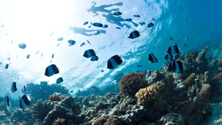 Snorkeling at Elephant Beach in Havelock Island with colorful corals and tropical fish